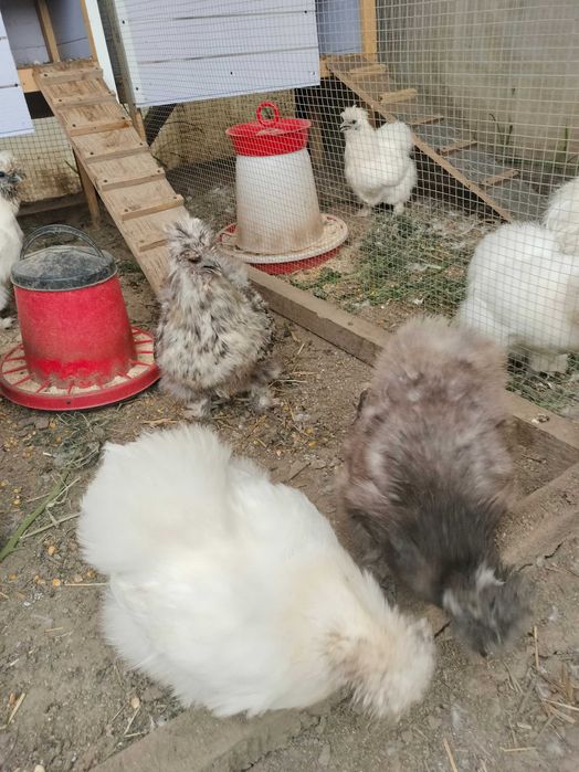 Mătase japoneza - diverse