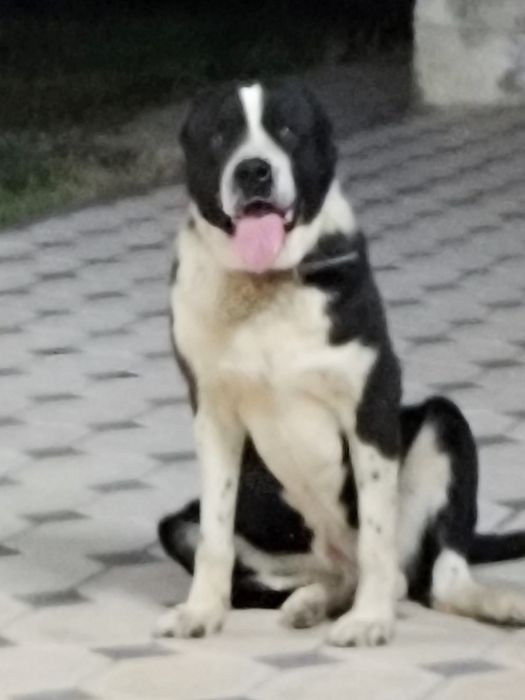 Алабай бойцовая дерзкий