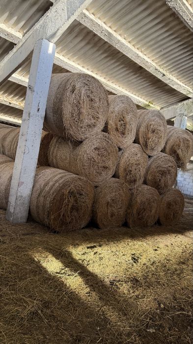 Baloti Lucerna 120x120