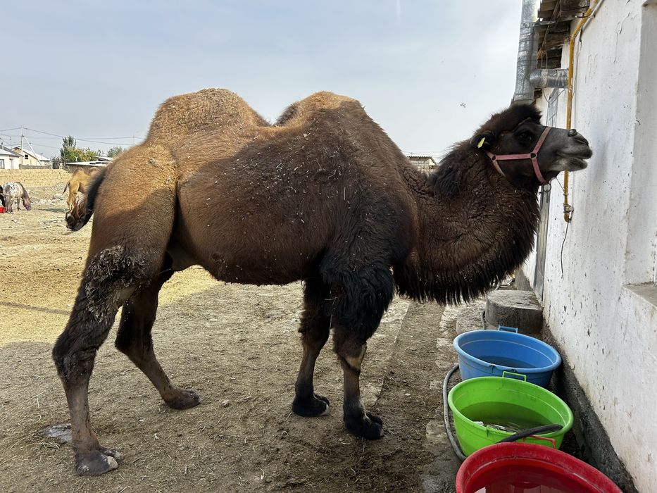 Түйе сатылады жуас мінгі