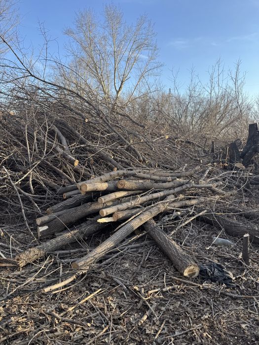 Дрова бесплатно