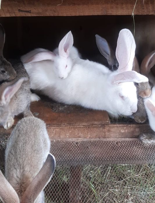 Продаю кроликов, самок и самцов