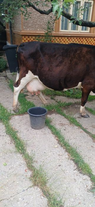 Vand vaca gestanta