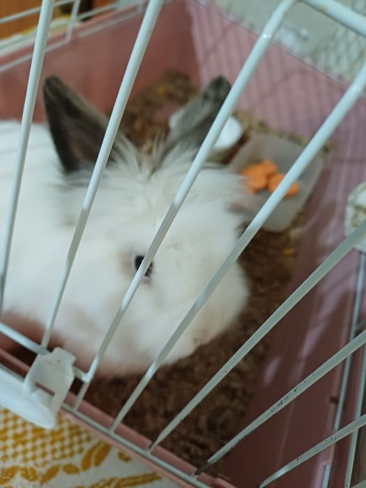 Продаётся кролик