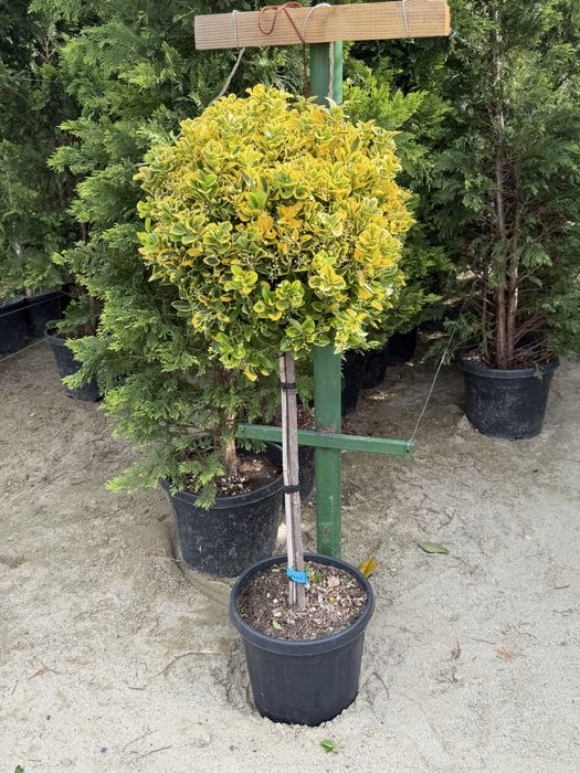 Vand Euonymus pe tija/glob sau tufă