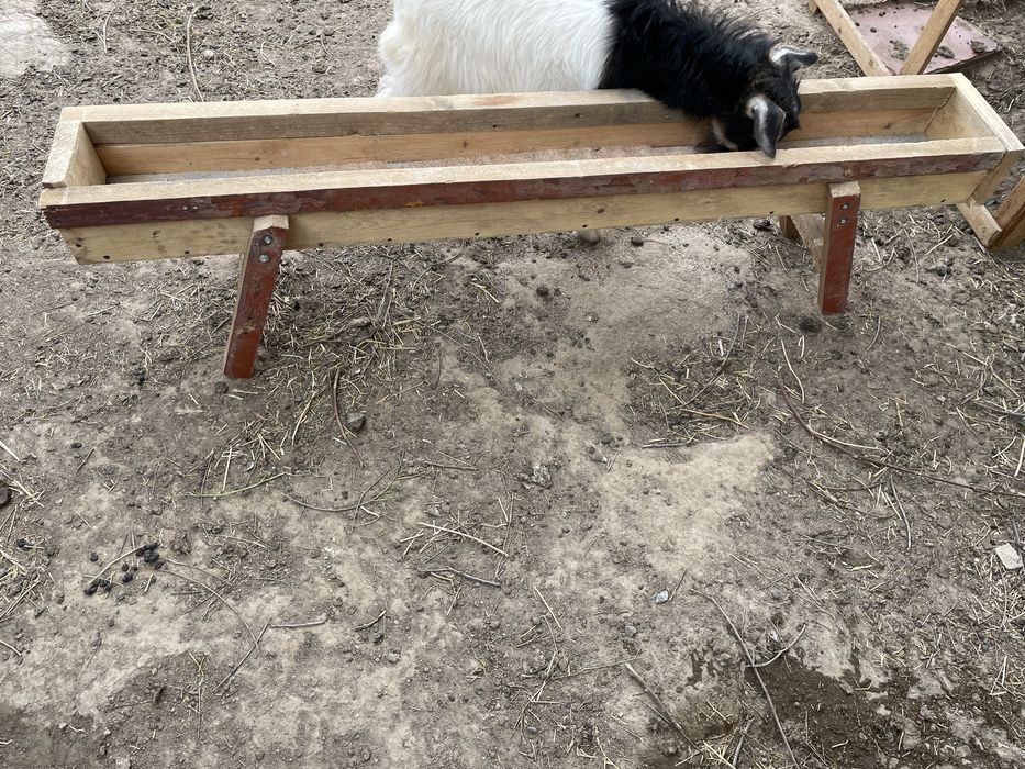 Мал астау бар козыларга