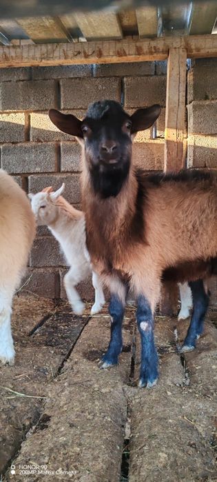 Ешкі, теке козёл сатылады