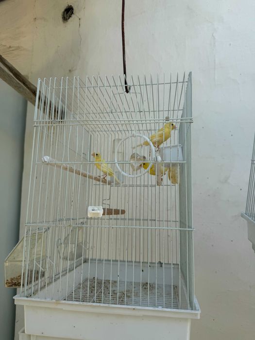 Канарейки на продажу