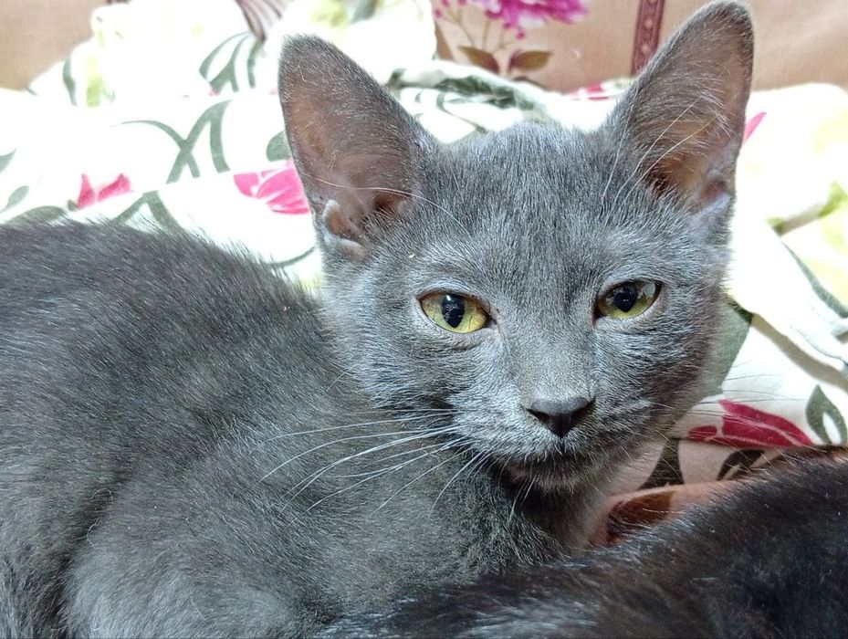 Котята даром 3 месяца