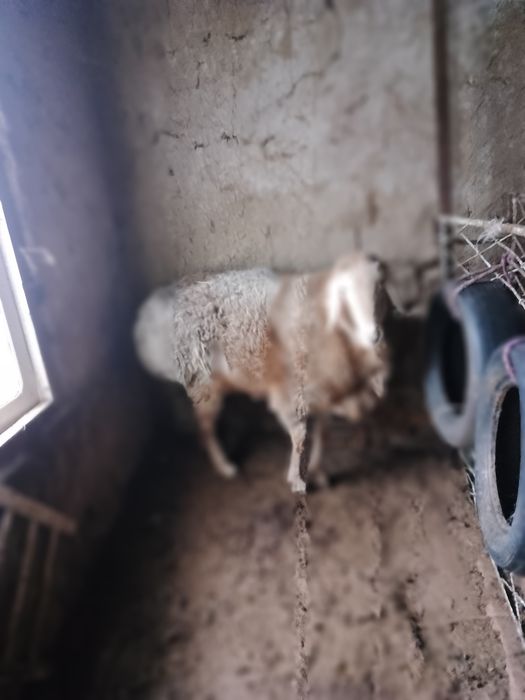 Qoʻchqorlar sotiladi