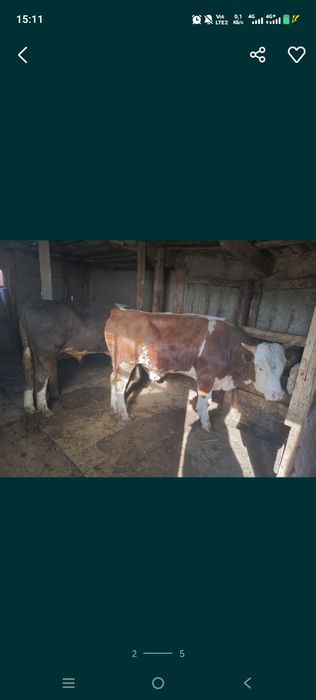 Продам бычков находится возле уральска
