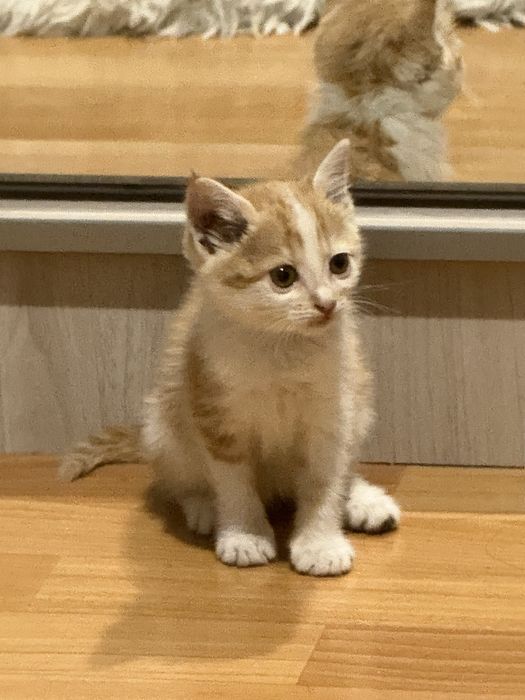 Отдам в добрые руки котенка