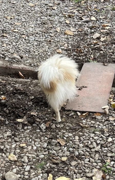 Pomeranian excepsional mascul 1 ani