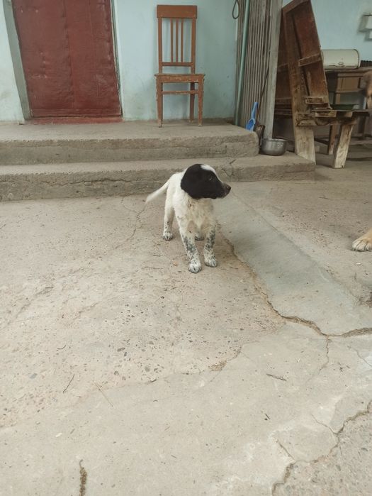 Щенки полупородистые