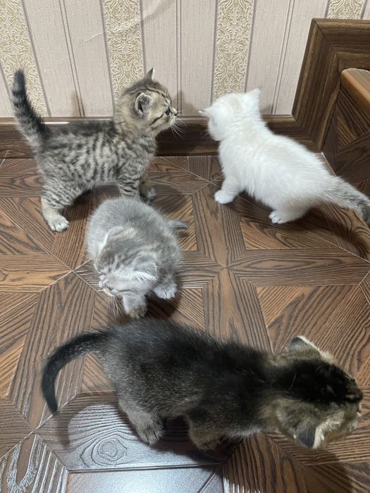 Скоттиш фолд-страйт