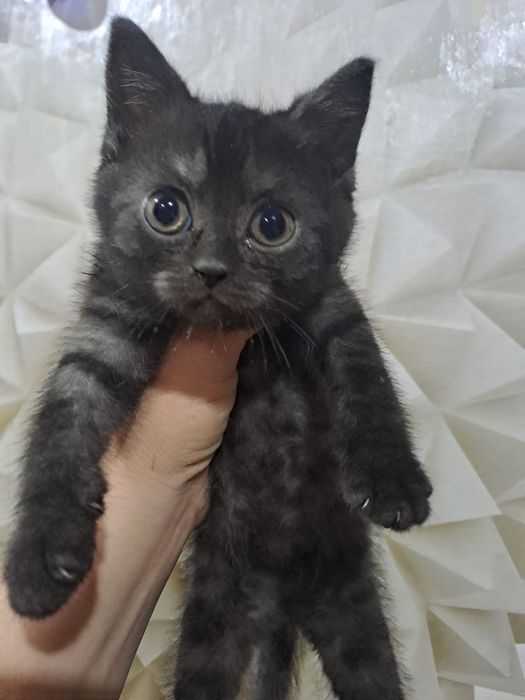 Симпатичные котята 2 месяца.