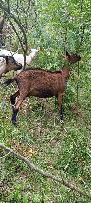 Capră de vanzare