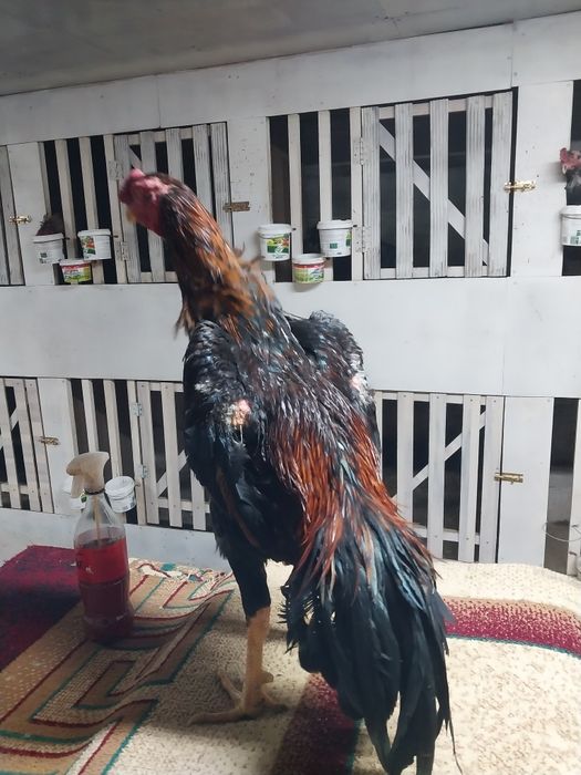 Боицова птица хороших кровеи