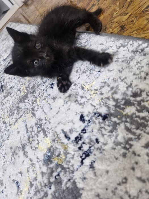 Бесплатно отдам КОТЁНКА в добрые руки