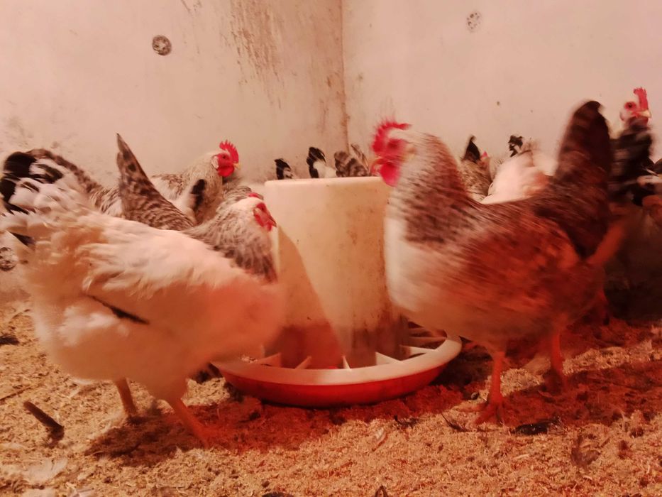 Адлерская серебристая