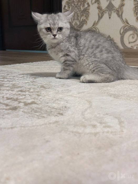 Serebresti shinshila