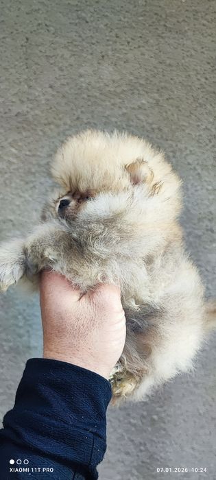 Померани момче и момиче