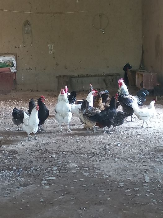 петухи моладые домашние