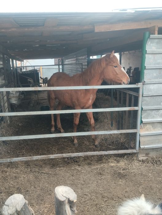 Продам.  Жеребчика