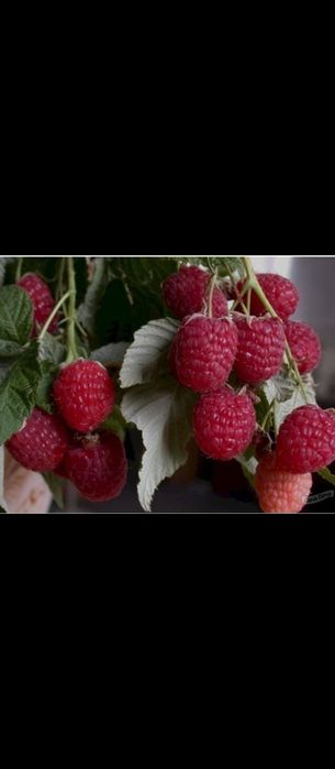 Малина полька саженцы