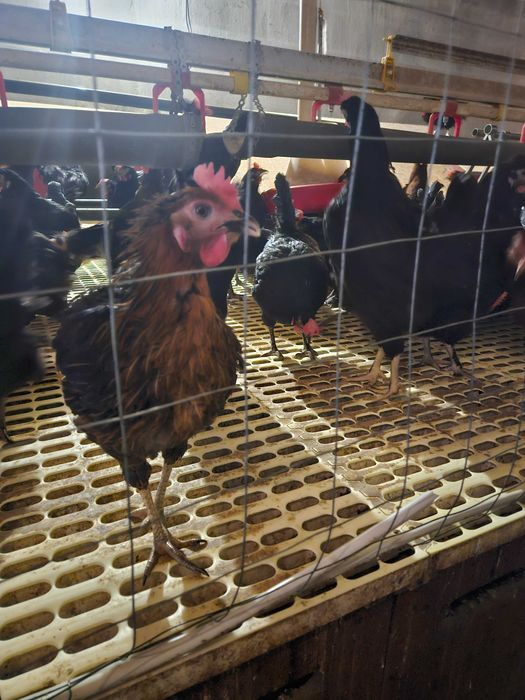 Vand gaini ouătoare