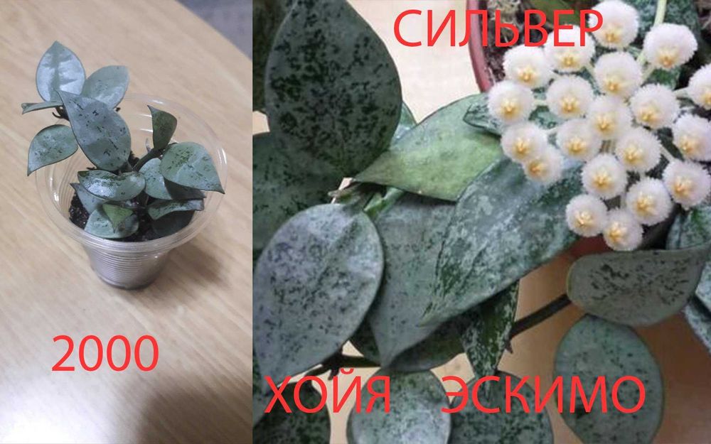 Цветочки   разные  продам