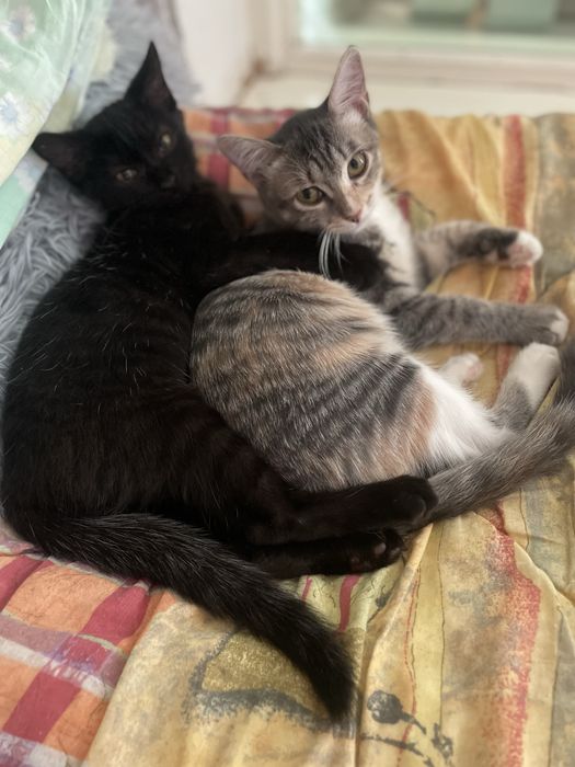 Животные . Котята .