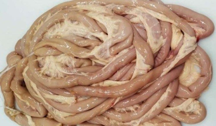 Шек (кишка) конина