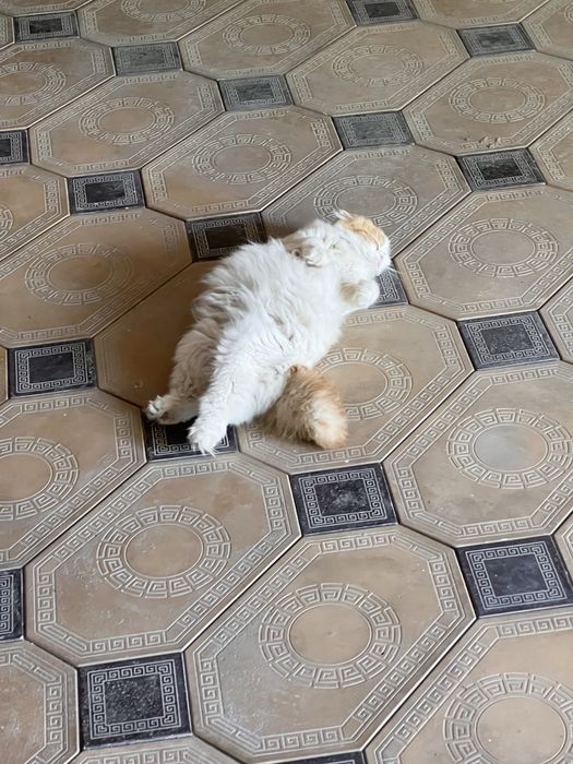 Scottish Fold Longhair