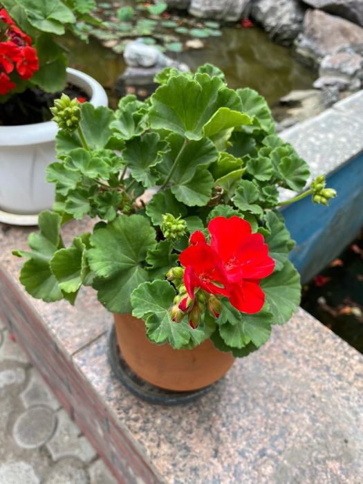 Продам комнатные цветы