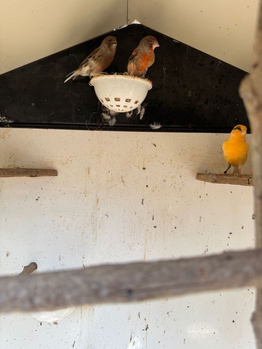 Canari