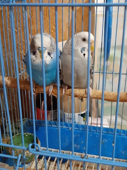 Волнистые попугаи