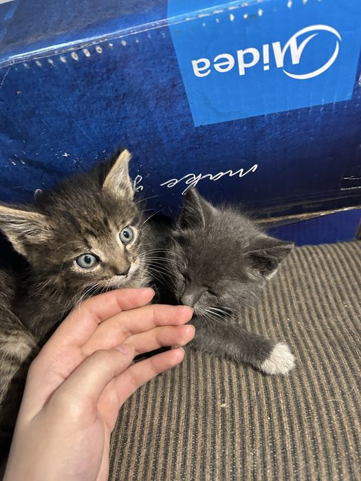 Котята в добрые руки