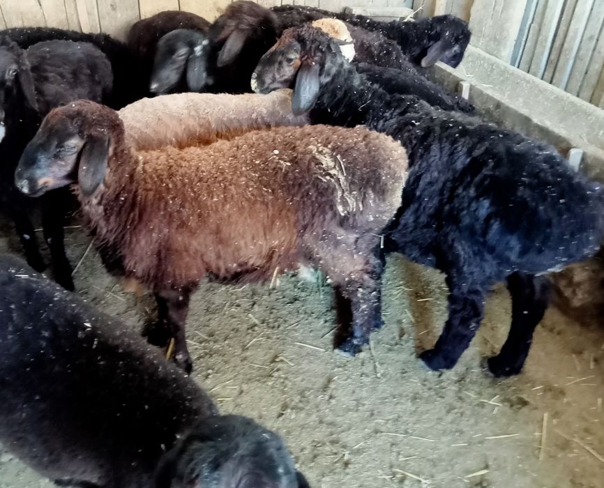 Кои токты бар сатылатын