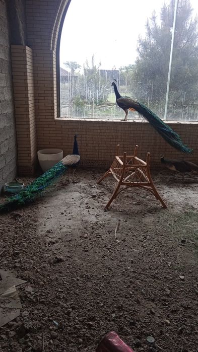 Товус павлины сотилади