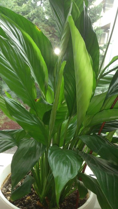 Продавам цветя Спатифилум - големи, преди пролетен цъфтеж