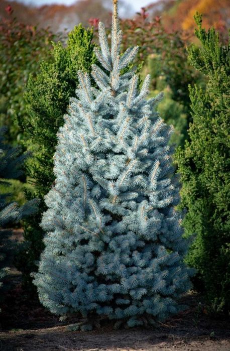 Продам голубые ели