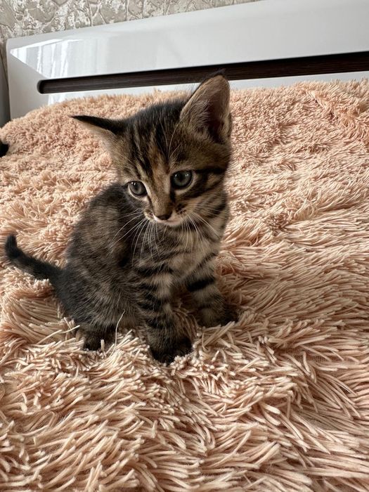 Отдам котят в добрые руки