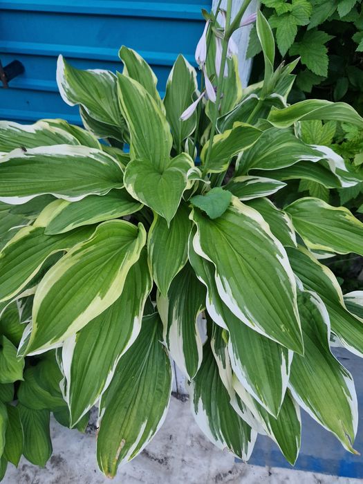 Продам растения многолетки