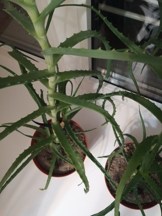 Алоэ столетник лечебное  4 года