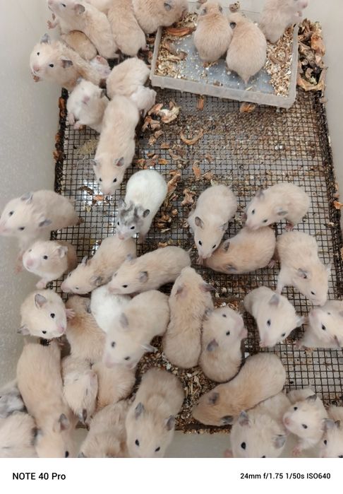 Хомячки оптом разных окрасов