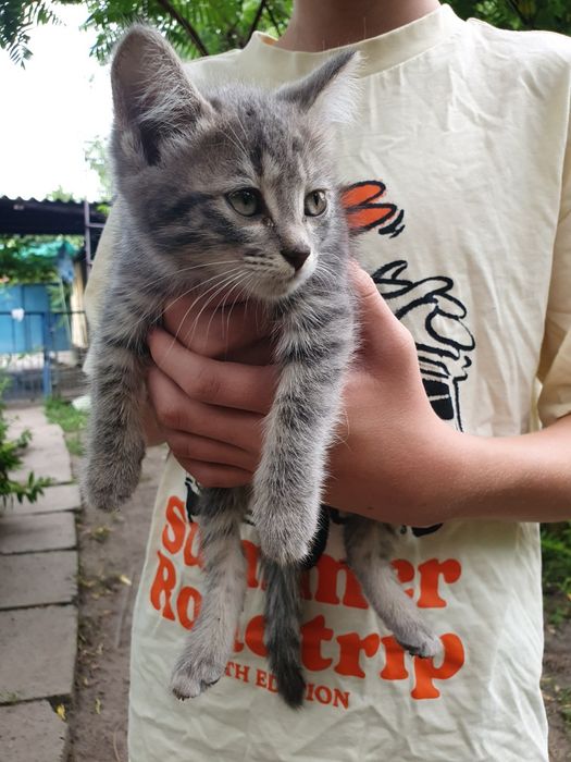 Девочка в добрые руки