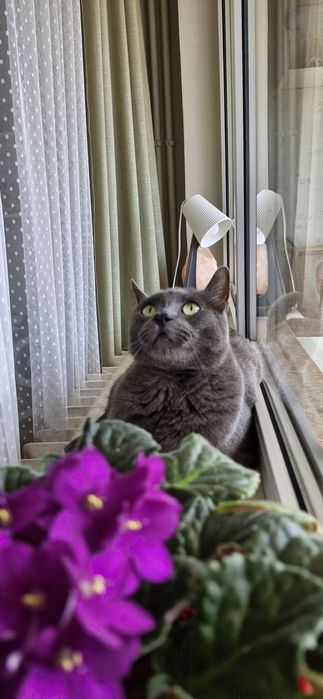 Pet sitting la domiciliu & plimbări câini – București | Paw Walks & Purrfect Care