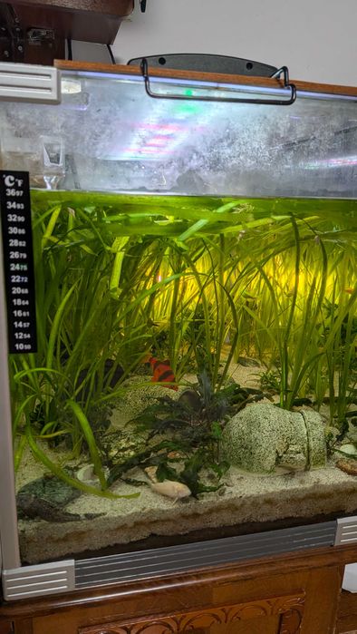 Acvariu sticla curbata 85L (60 x 37 x 40 CM) complet echipat, cu filtru extern