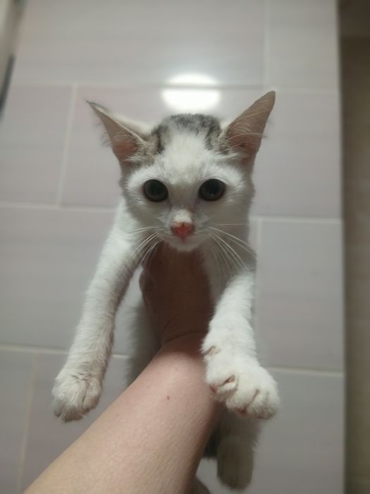 Мальчик котёнок кастрат